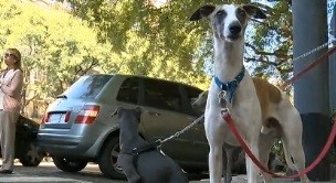 Amores perros: la hormona del amor