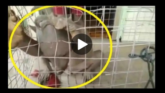 Encuentran en China una extraña criatura que se come la reja de su jaula