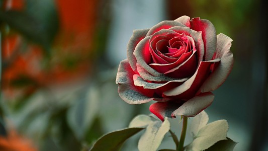 Las cenizas del Calbuco paralizaron y oscurecieron a la Patagonia
