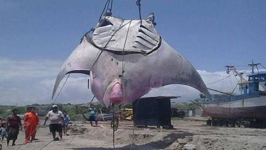 Pescaron una mantarraya gigante en Perú: mide 8 metros y pesa 1.000 kilos