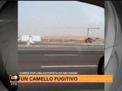 El camello fugitivo: VIDEO