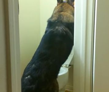 Video viral: Barón, el perro estrella de la web que va solito al baño