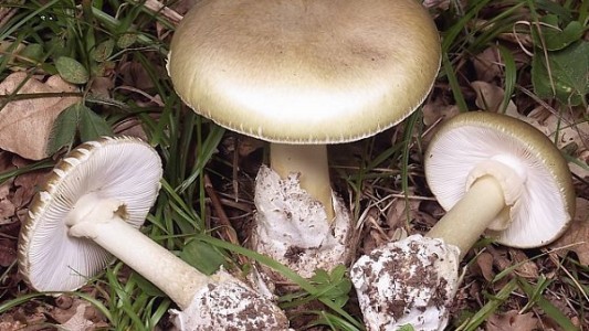 Internaron a ocho turistas que consumieron el "hongo de la muerte" en Los Reartes