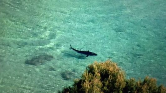 Alerta en las playas de Mallorca por la aparición de un peligroso tiburón cerca de la costa