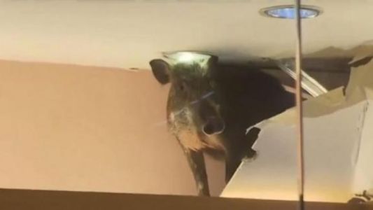 Un jabalí causó destrozos en un shopping