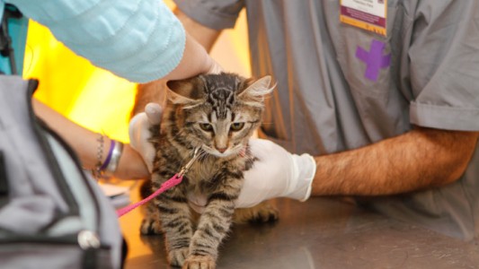 Castran y vacunan a perros y gatos para reducir los riesgos sanitarios