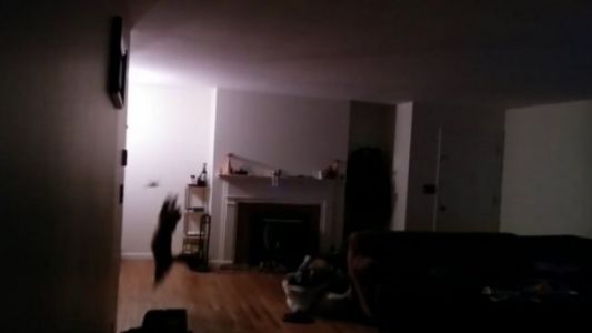 Video: Fedor, el gato "ninja" que protegió su casa de un murciélago