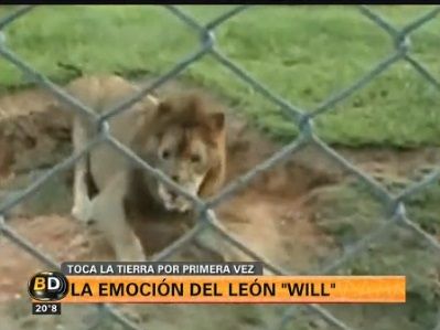 La emoción del león Will cuando toca la tierra después de 13 años en una jaula