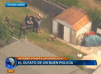 Video: perro policía rastreó a un sospechoso y logró atraparlo