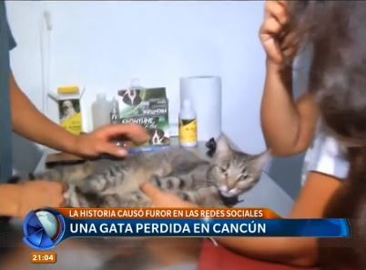 México: una argentina no durmió durante días buscando a su gata