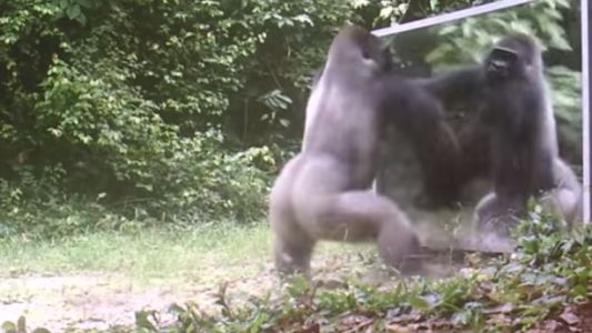 Video: ponen un espejo en la selva para ver cómo reaccionan los animales