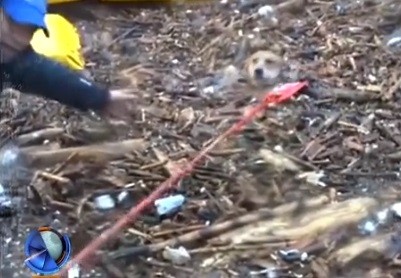 Dramático rescate de un perro en Bariloche
