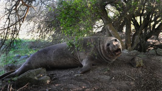 Apareció un elefante marino en plena llanura pampeana