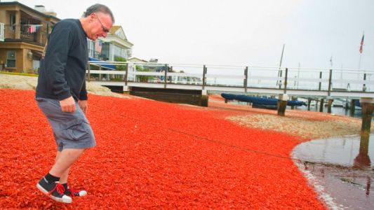 Fotos y video: invasión de cangrejos en playas de California