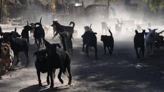 Perros salvajes atacaron a un niño de 9 años en Mendoza