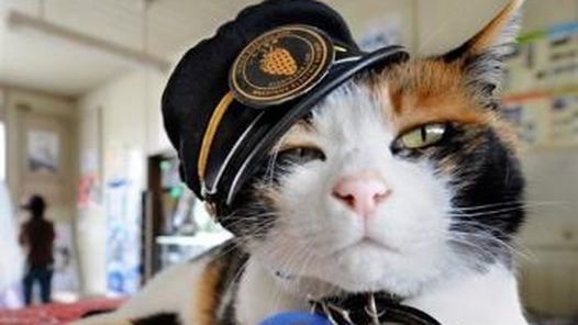 Una multitud fue al funeral de una gata