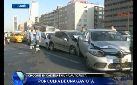 La gaviota turca que provocó un choque múltiple