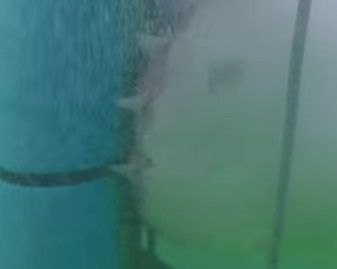 #VideoViral : el feroz ataque de un tiburón