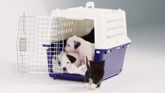 Imperdible reacción de un grupo de gatitos y perritos al verse por primera vez