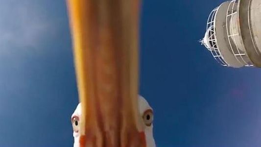 La gaviota que se robó una GoPro y creó un #videoviral