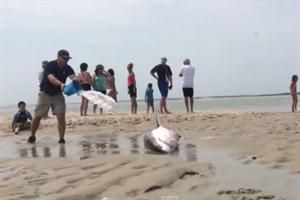 Así rescataron a un tiburón blanco varado en una playa