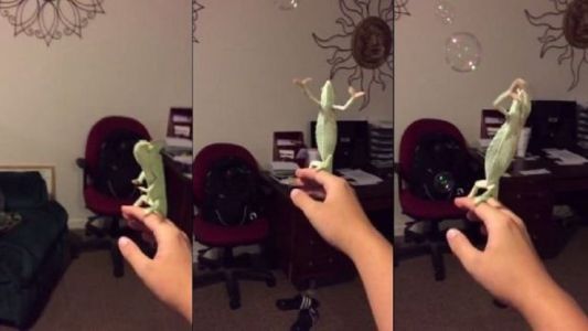 El camaleón al que le gusta explotar burbujas