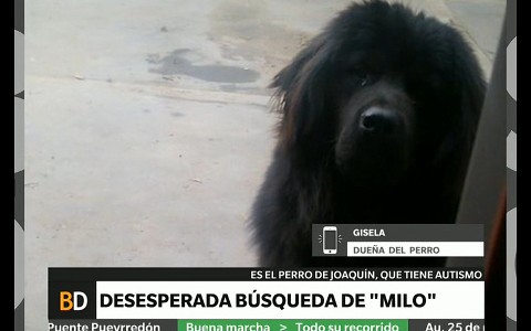 Búsqueda desesperada de Milo, el perro que acompaña a un chico autista