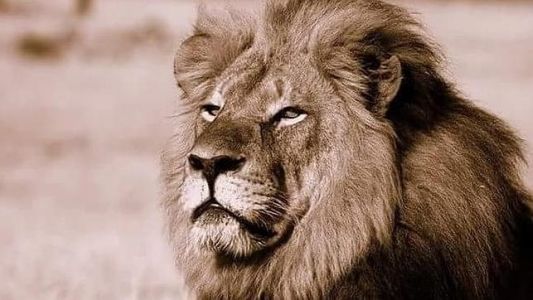 Un cazador mata al león más famoso de Zimbabwe