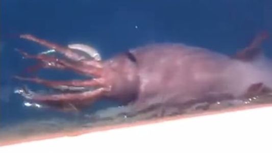 Sorpresa en el mar: marineros rusos captaron un calamar gigante