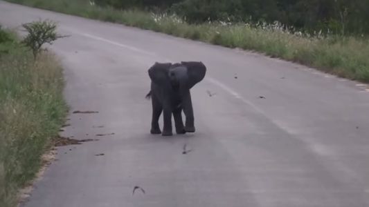 Después de la tristeza por el león, este elefante bebé nos llena de alegría