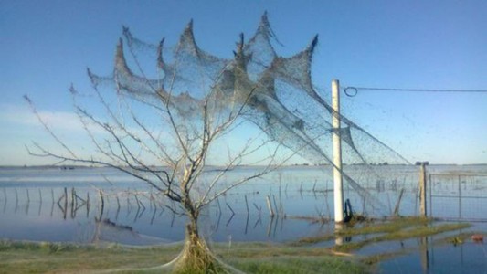 La invasión de arañas se debe a la inundación
