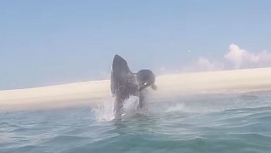 Así escapa una foca del ataque de un tiburón