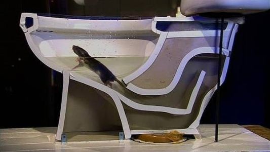 ¿Y si te aparece una rata en el inodoro?