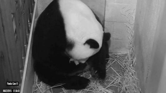 Washington: una osa panda dio a luz a dos cachorros y se pudo ver en directo en el sitio del zoo
