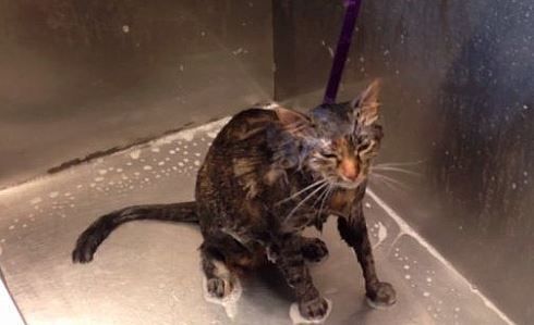 El ruego del gato que no se quiere bañar