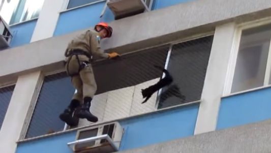 #EsViral : así rescatan a un gato de las alturas en Brasil