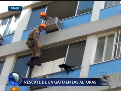 El rescate de un gato en las alturas