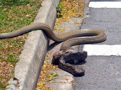 #EsViral La pelea entre una Cobra y una Pitón, en el campus de una Universidad