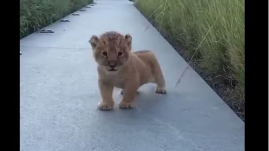 #EsViral El tierno cachorro de león que intenta rugir como un rey