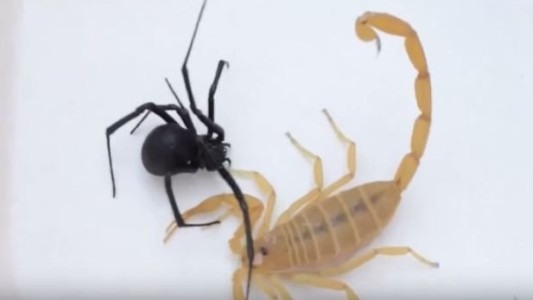 VIdeo impactante: una pelea a muerte entre un escorpión y una viuda negra
