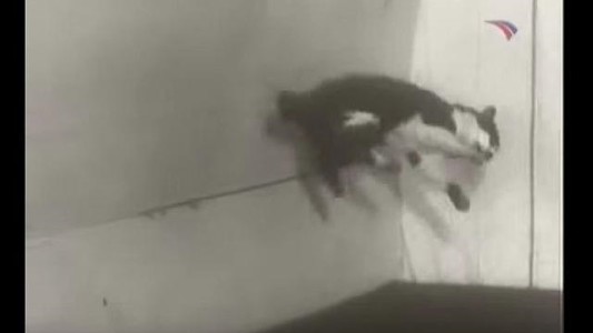 #EsViral Así reaccionan los gatos a la gravedad cero