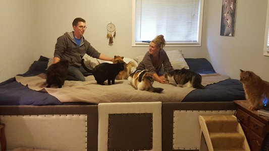 Una pareja construyó una cama gigante para dormir con sus 5 gatos y 2 perros