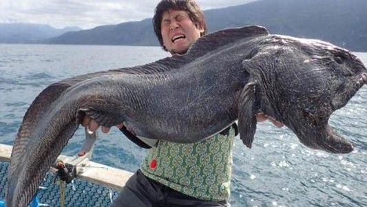 Sorpresa en Japón: pescaron un pez mutante cerca de Fukushima