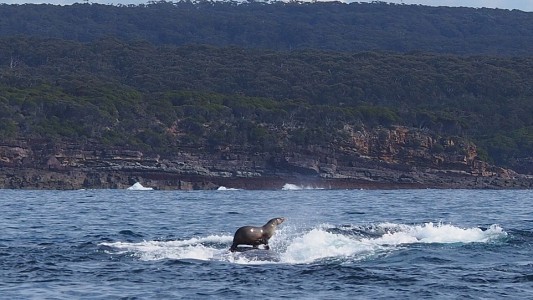 La foca que surfea sobre una ballena