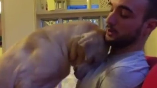 Video: el perrito arrepentido más tierno del mundo