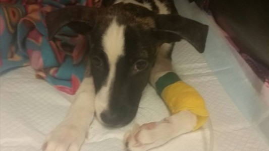 Con amor y cuidados mejora Moxie, el cachorro que fue enterrado vivo