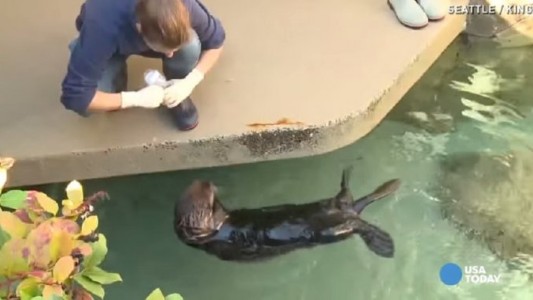 La nutria asmática que aprendió a usar su propio inhalador