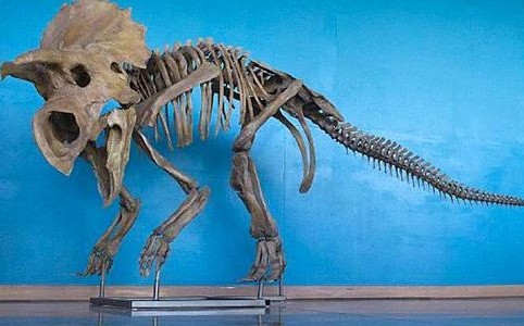 Paleontólogos descubren una nueva especie de dinosaurio