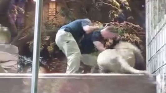 Video: una leona impide que un león mate a un guarda del zoo