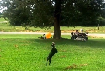 ¿Cuál es el secreto para mantener a tu mascota entretenida?